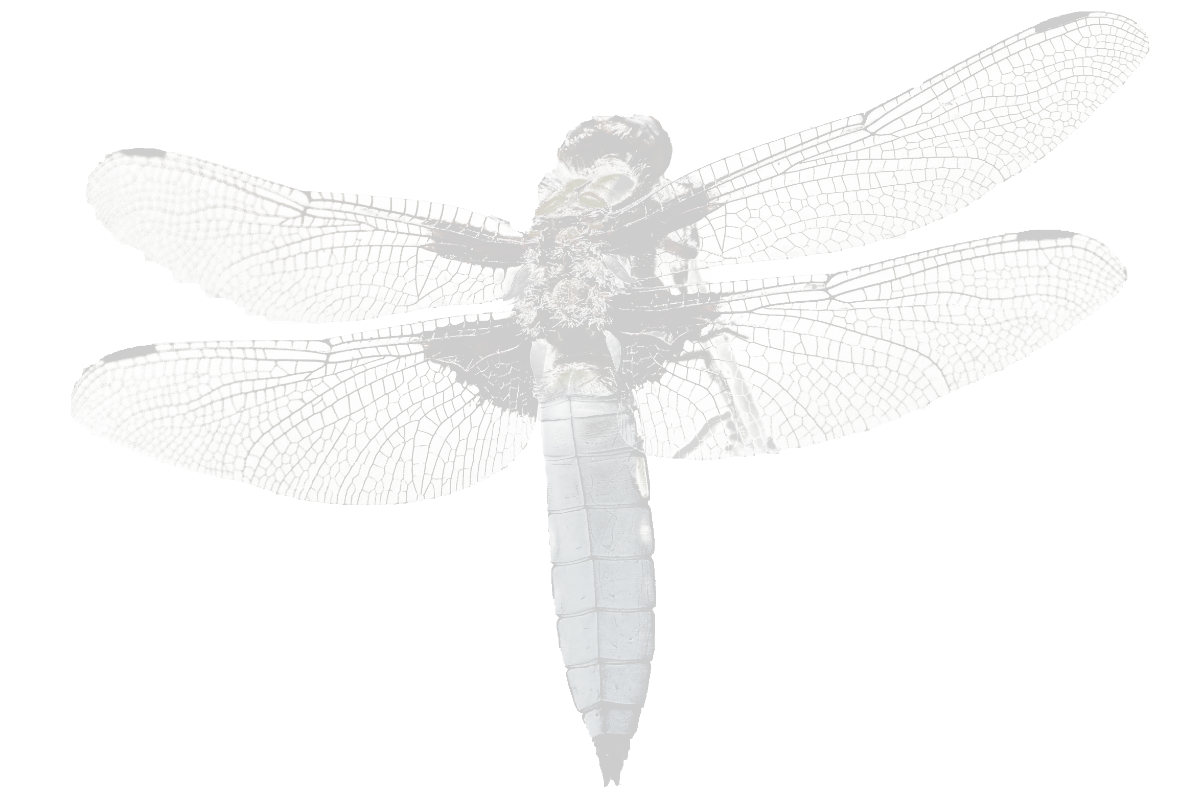 dragonfly